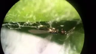 Diglyphus isaea Glued by Mycelluim