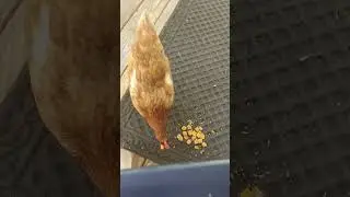 Hen Solo: the Phantom Henace