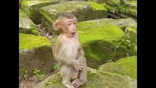 Injure Appetite baby monkey cry cry maybe it pain