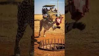 Cheetah Caught Between Hunger and a Trap! 🐆🥩⛓️ #wildlife #cheetah #danger