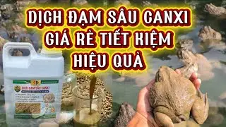 Cách nuôi ếch nhanh lớn, tăng trọng nhanh | Dịch đạm sâu canxi nuôi ếch
