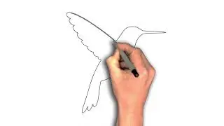 How to draw Hummingbird Hovering