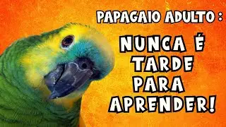PAPAGAIO ADULTO Também aprende? 18 Anos e NUNCA é Tarde! 💡 Treino Básico, Confiança e Vínculo