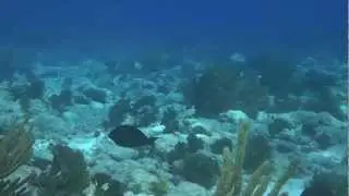 The Long Reef Wreck