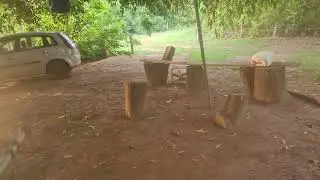 A pata nadando solitária os predadores comeram seus filhotes 12/01/26