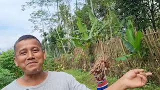 Pagar Hidup Batang Singkong untuk Ketahanan Pangan. 🤩🤩🤩 #agriculture #bukitcigriyeng #banyumas 