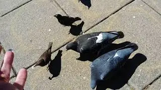 The Viking Centre .. Jarrow .. feeding the birds ..