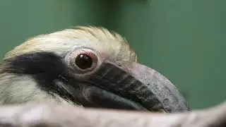 Luzon Hornbill♂4K