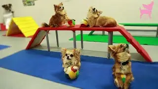 Cute Chihuahua Dog Tricks and Agility