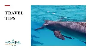 Hawai&lsquo;i Travel Tips: Ocean Conservation