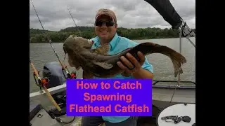 How to Catch Flathead Catfish During the Spawn