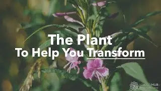 Plant Communication: Sneak Peak - Fireweed