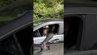 Monkey King 👑 drive the cars 🤣😂🤣 And it's enjoying
