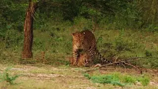 The Best Leopard Safari Experience Ever- Leopard sighting compilation