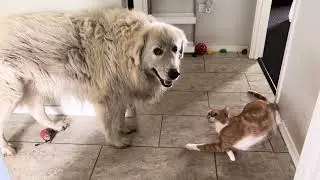Zeus Play With Me - The Adventures of Arlo @MJOrbit 