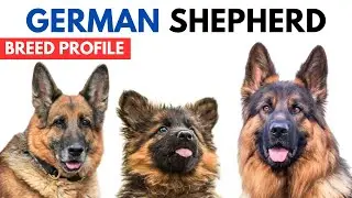 German Shepherd Dog Breed Profile History - Price - Traits - German Shepherd Dog Grooming Needs