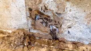 Termites Swarming in Kansas City