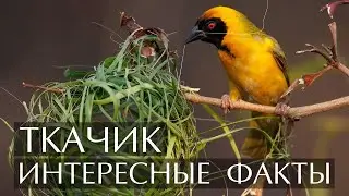 Weaver (Tkachik) - Interesting Facts