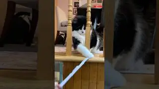 She has toys. She wants paper! #cat  #cuteanimal #cute #funny