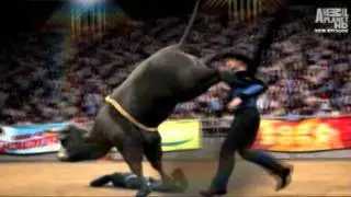 3D BULL Animations