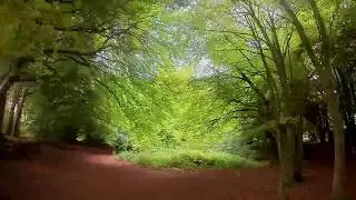 Drone in the Woods