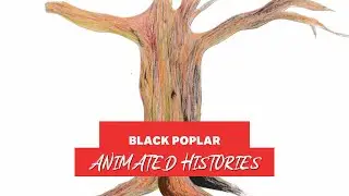 Black Poplar | Animated Histories
