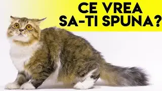 Limbajul Trupului La Pisici - Afla Ce Vrea Pisica Ta Sa Iti Spuna