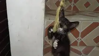 Тест на ловкость черного котенка [День 24]