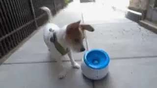 Benji plays with the iFetch automatic ball launcher
