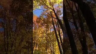 #ilovecanada #nature #fall #RougeNationalUrbanPark  #hiking #canada