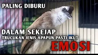 PALING DIBURU !! Dalam Sekejap Trucukan Jenis Apapun Pasti Emosi Dengar Pancingan Trucukan Gacor Ini