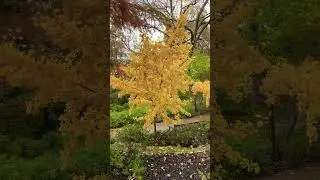 Gold Ginkgo Trees 💛 #nature #wildlife #tree #garden #shorts #short #gardening #texas #gold #winter