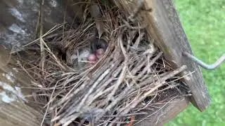 Wren nest, eggs the size of jelly beans! Amazing that life comes from within that!