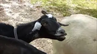 Goat Behavior: Doe Bonding
