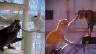 Funny cats videos | Cats Fights Cats, Dogs, Rabbit