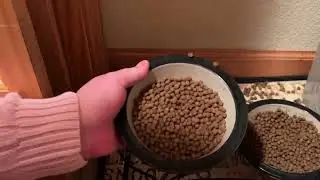 Double pet food bowls - helps with bowl pushers!