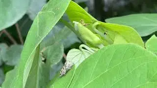 Hyllus diardi stalking prey