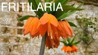 How to grow Crown Imperials and Snakes Head Fritillary
