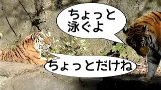 アムールトラ　ソーンくんが泳ぎに行くとローラちゃんは待っています【浜松市動物園】Amur tiger Son-kun Lora-chan Hamamatsu Zoo 