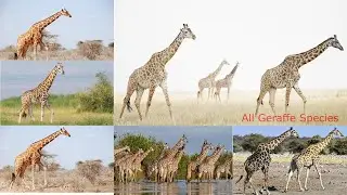 All Giraffe Species / types of Giraffe /  disambiguation