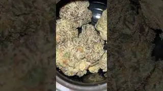 First Time Trying Ice Cream Cake Strain in Missouri!