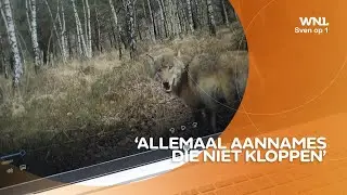 Afschieten wolf nog geen uitgemaakte zaak