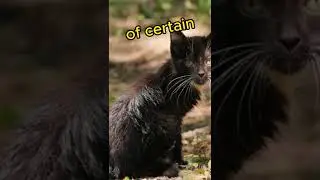 OUTDOOR vs  INDOOR CATS AND SENIOR CAT LIFESPAN #short