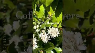 The coffee blossoms are in full bloom