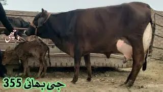 6 January 2026 Call:[03018687340] Shaiwal Cholistani Cross Cow Milking  18kg Sohna Punjab Tv. 