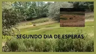 Segundo dia de Esperas Al Jabali - Temporada De Caza 2024