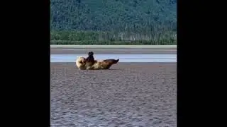 Grizzly Bear dance moves Hey Ya | when the bear in the mood 😁😁😁 Team Justannie #short