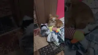 чехуахуа мини
