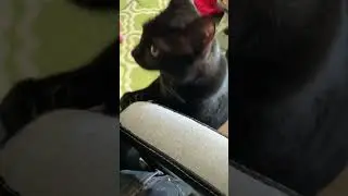 Adorable black cat wants cuddles and attention #cat #adorable #blackcat