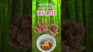 【きのこ狩り】ハナビラニカワタケ　＃ハナビラニカワタケ　＃キノコ狩り　＃野生きのこ処理の仕方　＃キノコレシピ
